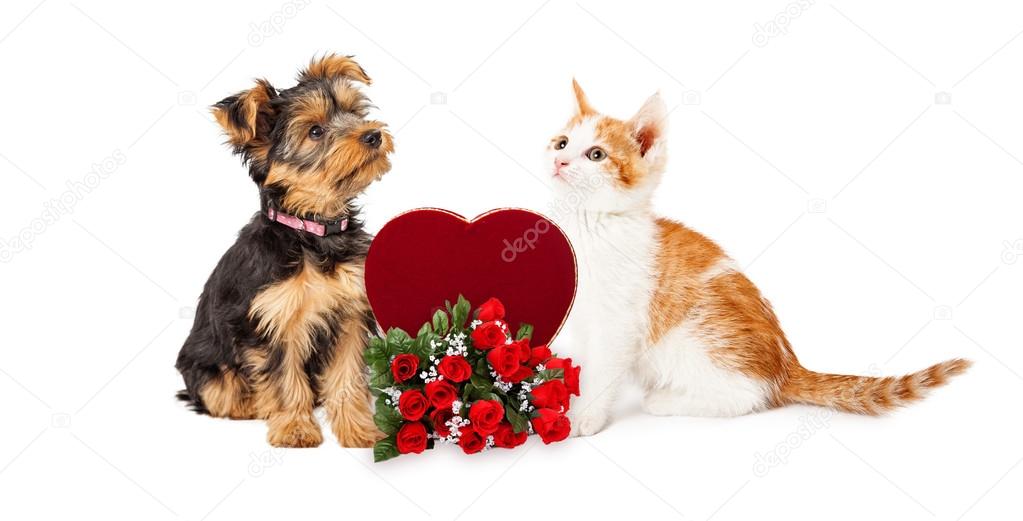 kitten and puppy with roses