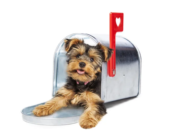 Puppy coming out of a metal mailbox — Stock Photo, Image