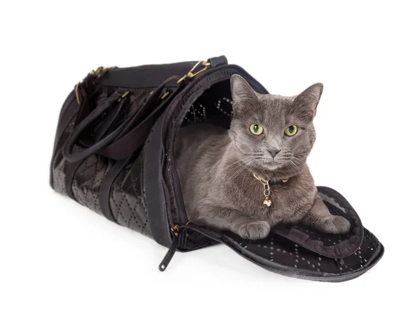 Cat in Travel Carrier — Stock Photo, Image