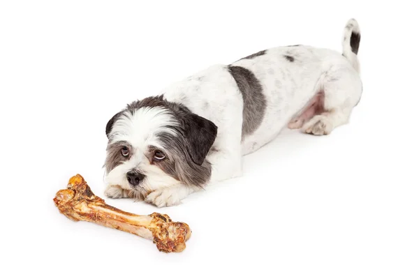 Послушный пес в ожидании кости — стоковое фото