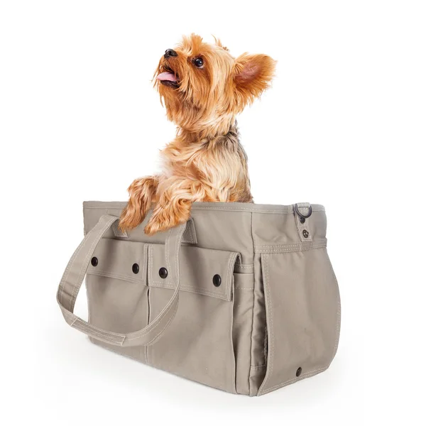 Yorkshire Terrier en bolsa de viaje — Foto de Stock