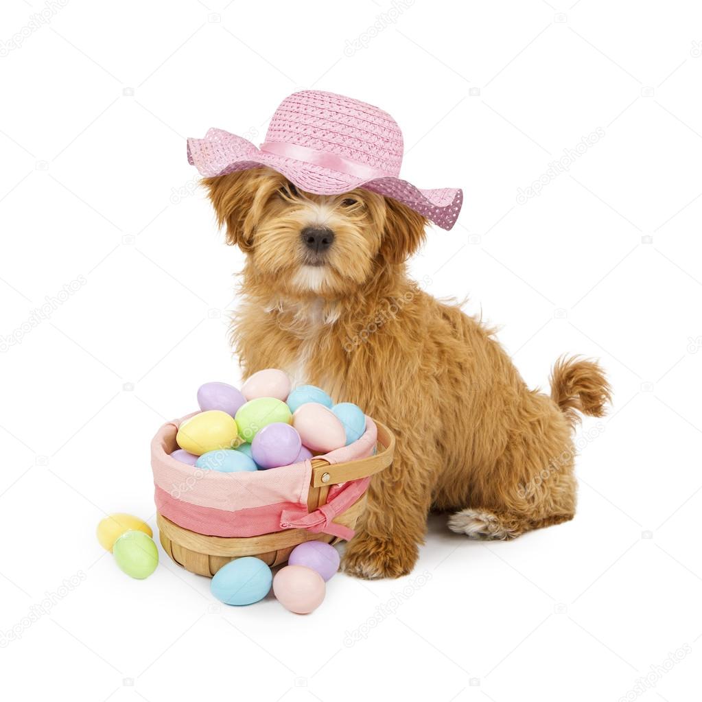 Easter bonnets for dogs outlet