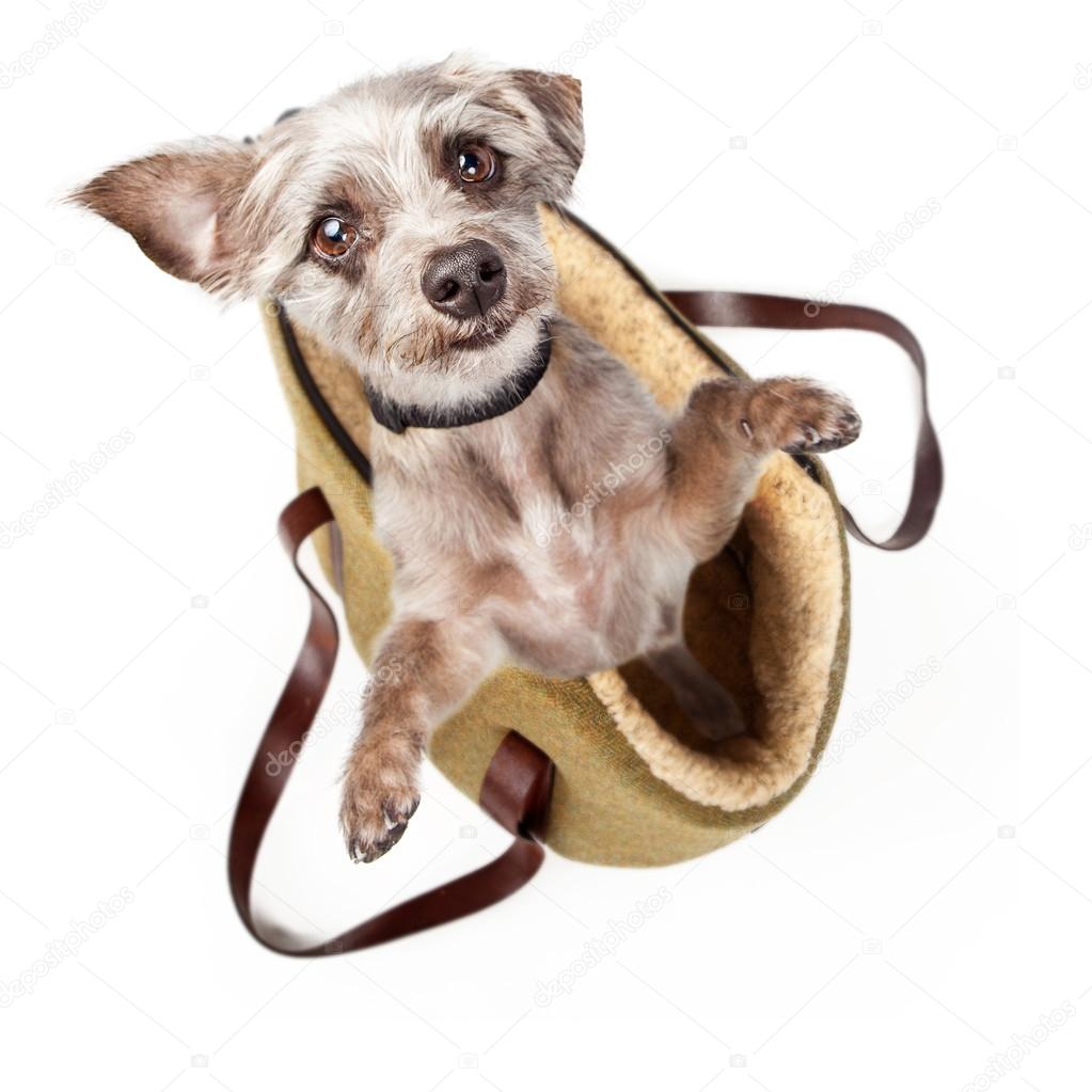 dog Coming Out of bag