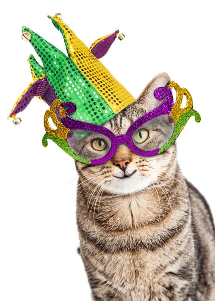 Legrační Mardi Gras Cat — Stock fotografie