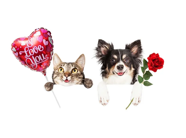 Valentines Gato e Cão com banner — Fotografia de Stock