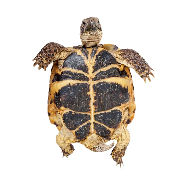 Russische Schildkröte kriecht — Stockfoto