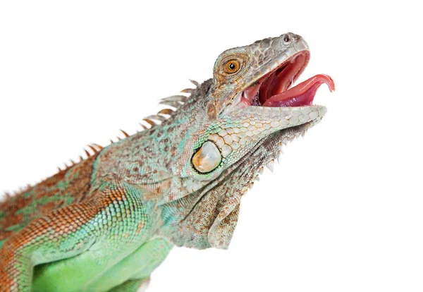 Beautiful green iguana — Stock Photo, Image