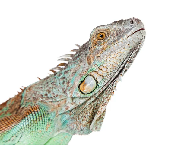 Bella iguana verde — Foto Stock