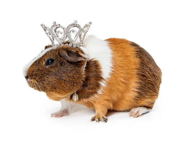 Adorable pet guinea pig — Stock Photo, Image