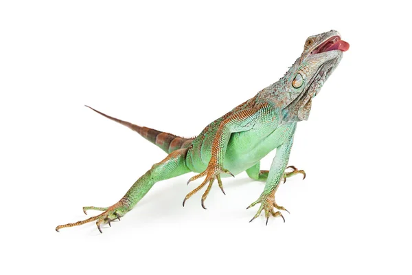 Bella iguana verde — Foto Stock