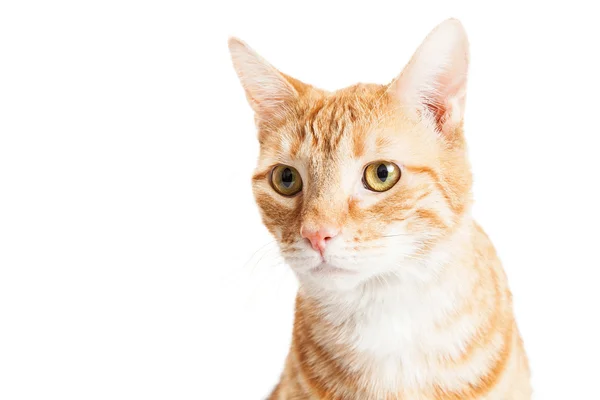 Arancione Tabby gatto primo piano sopra bianco — Foto Stock