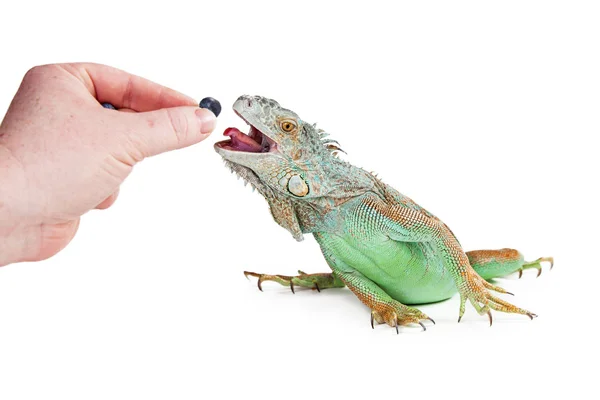 Persona che alimenta Iguana Mirtillo — Foto Stock