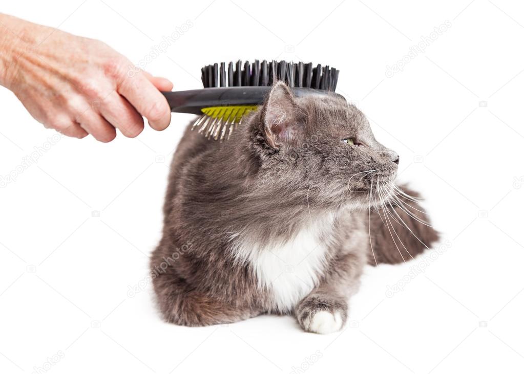 Person brushing pretty grey cat
