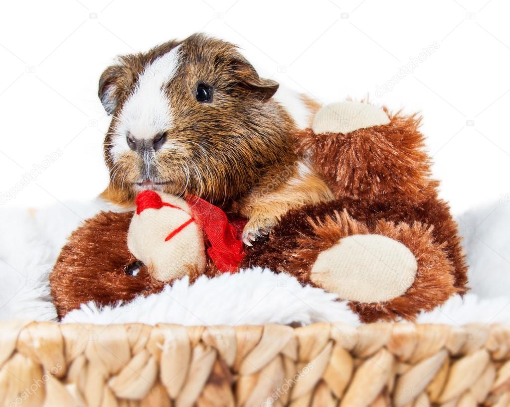 Guinea Pig With Teddy Bear