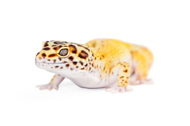 leopar gecko kertenkele
