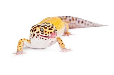 leopar gecko kertenkele