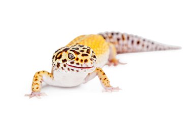 leopard gecko lizard clipart