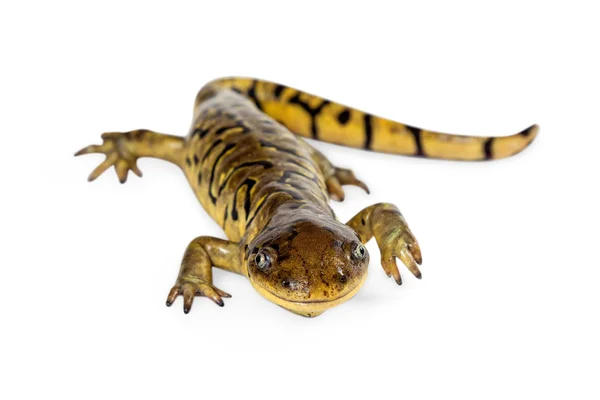 Kaplan Salamander kertenkele — Stok fotoğraf