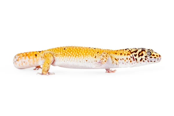 Leopard gecko σαύρα — Φωτογραφία Αρχείου