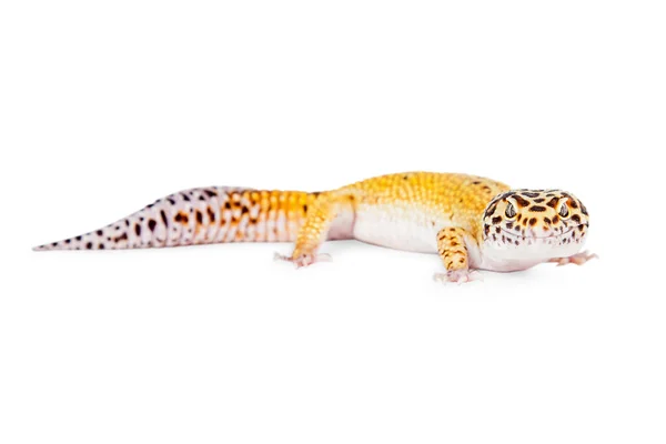 Lampart gecko jaszczurka — Zdjęcie stockowe