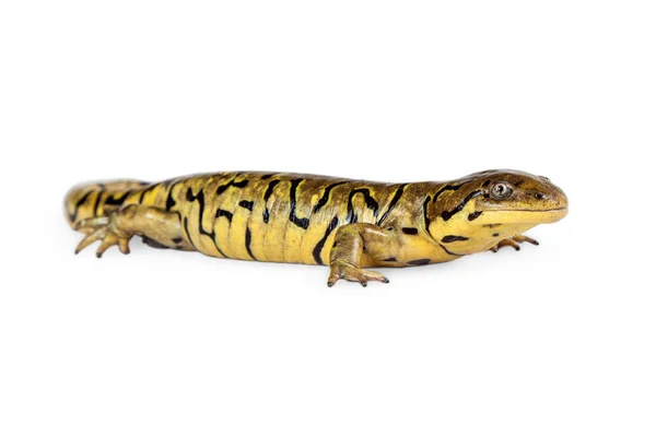 Ambystoma tygrysia jaszczurka — Zdjęcie stockowe