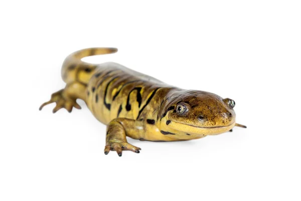 Tigersalamanderechse — Stockfoto