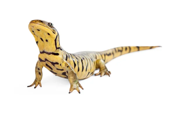 Tiger Salamander Lizard — Stock Photo, Image