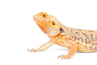 Sakallı Ejder kertenkele