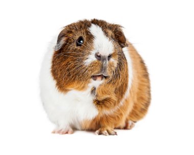 Çok güzel evde beslenen hayvan eskiden şiling şimdi domuz