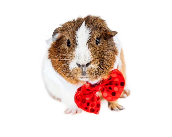 Adorable pet guinea pig — Stock Photo, Image