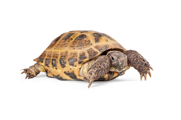 Rysk stäppsköldpadda kryper — Stockfoto