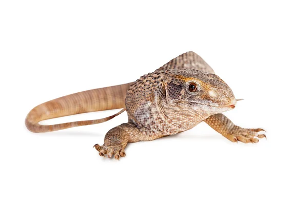 Savannah monitor ještěrka — Stock fotografie