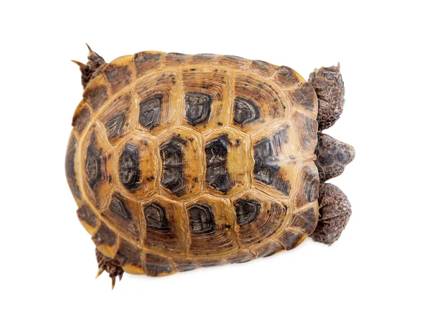 Rysk stäppsköldpadda kryper — Stockfoto