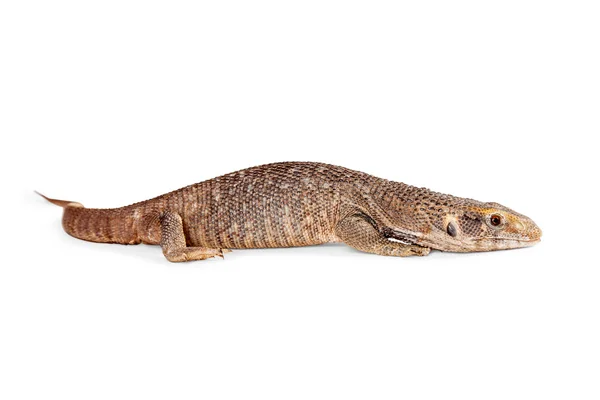 Savannah Monitor Lizard — Stock Photo, Image