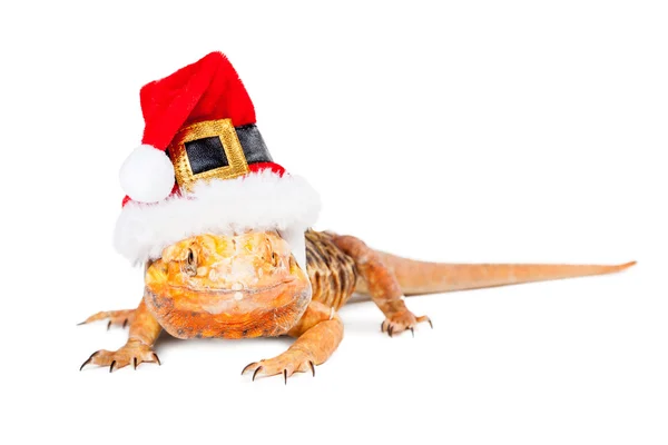 Christmas Santa Bearded Dragon — Stock Photo, Image