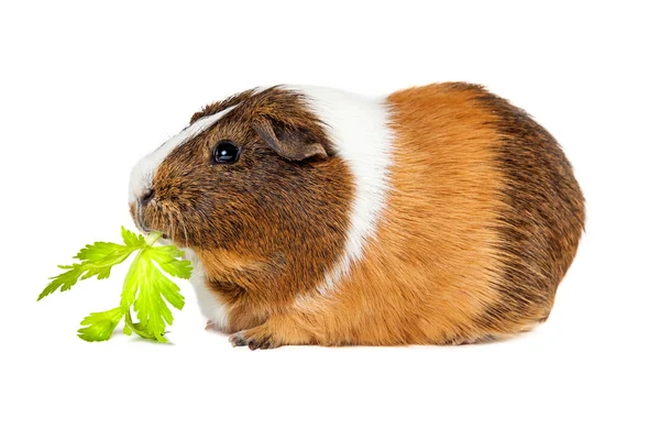 Guinea Pig Eating Celery — Stock Photo, Image