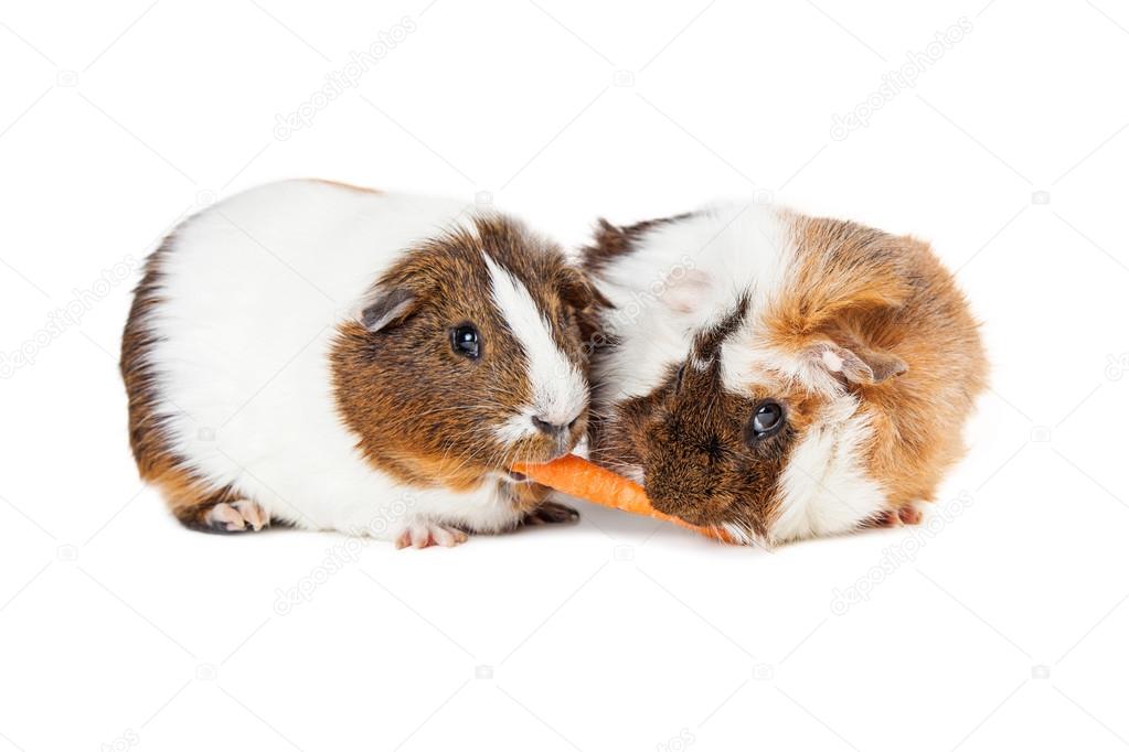 Two guinea pigs together