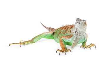 güzel yeşil iguana