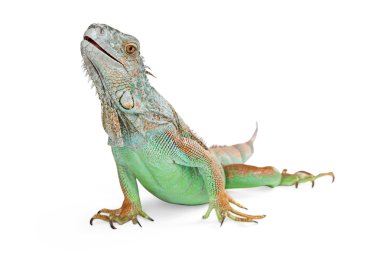 güzel yeşil iguana