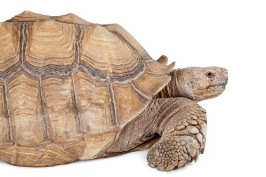 Dev Sulcata kaplumbağa