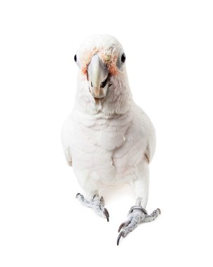 Goffin'ın Cockatoo kuş