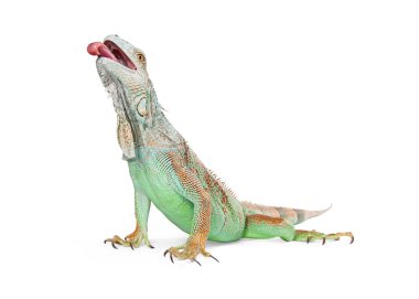 güzel yeşil iguana