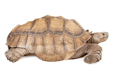 Dev Sulcata kaplumbağa