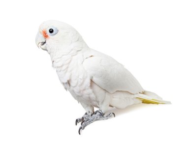 Goffin'ın Cockatoo kuş
