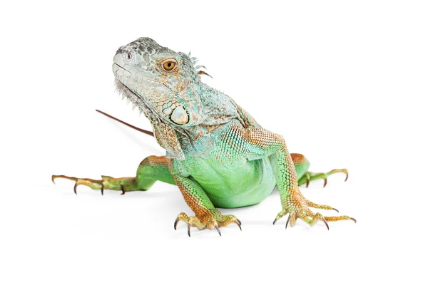 Iguana verde bonita — Fotografia de Stock