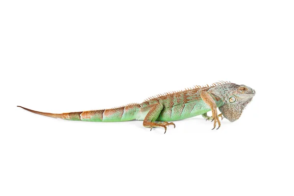 Bella iguana verde — Foto Stock