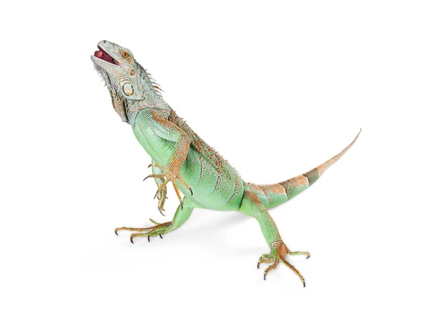 Green iguana lizard — Stock Photo, Image