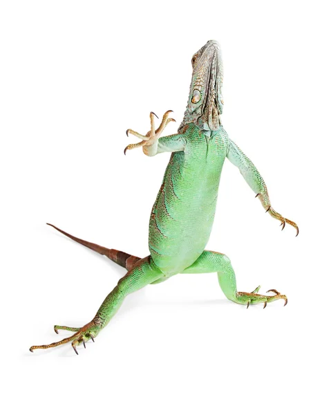 Yeşil iguana kertenkele — Stok fotoğraf