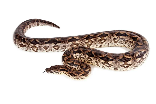 La serpiente de Dumeril Boa — Foto de Stock