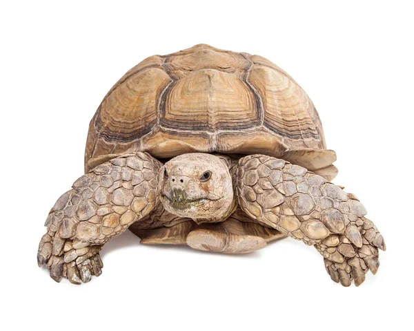 Giant Sulcata sköldpadda — Stockfoto